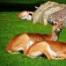 Калмыцкая антилопа: фото и описание